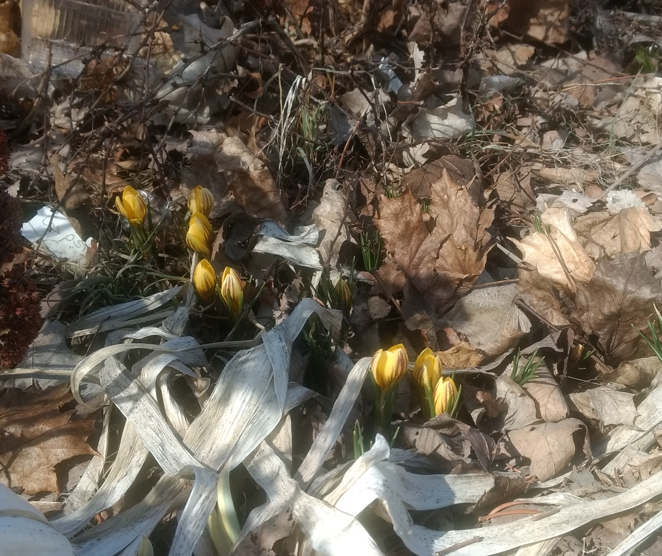 Crocus 'Gypsy Girl', already in bloom April 4th, 2019.  Very first flower of spring. 