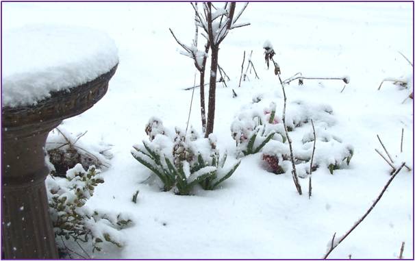 Hyacinth covered with snow. 