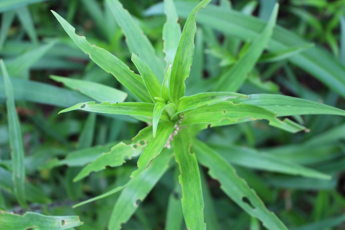 first year Red Lily Beetles damage.  Garden Possibilities 