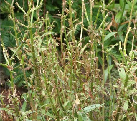 Lily Beetle damage after a few years of being left unchecked.  Garden Possibilities 