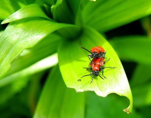 Red Lily leaf beetles, mating. Garden Possibilities 