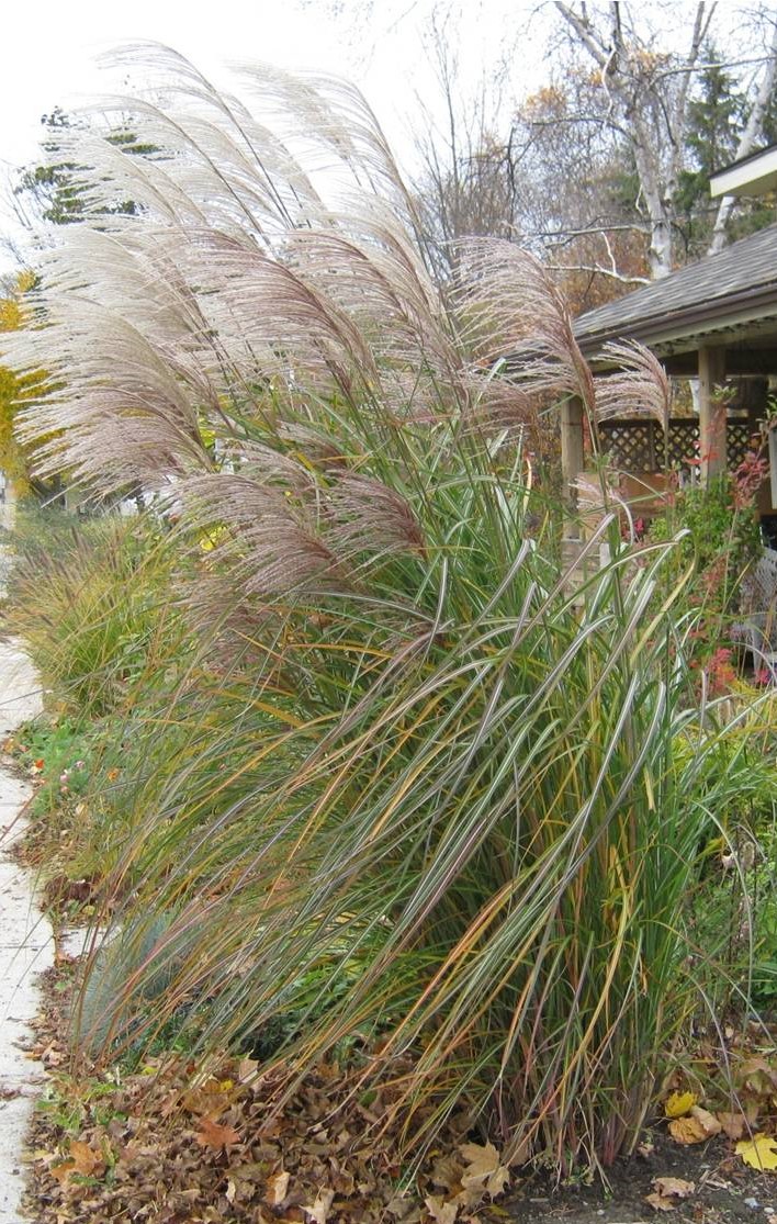 Miscanthus in Fall