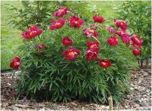 Peony 'Early Scout'