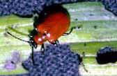 Lily Beetle adult and eggs