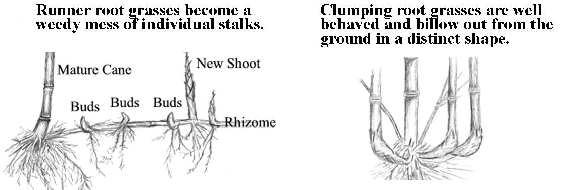 diagram of runner roots.