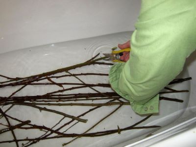 soaking branches in bathtub to wake them up.