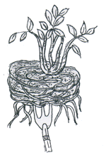 untangle roots diagram