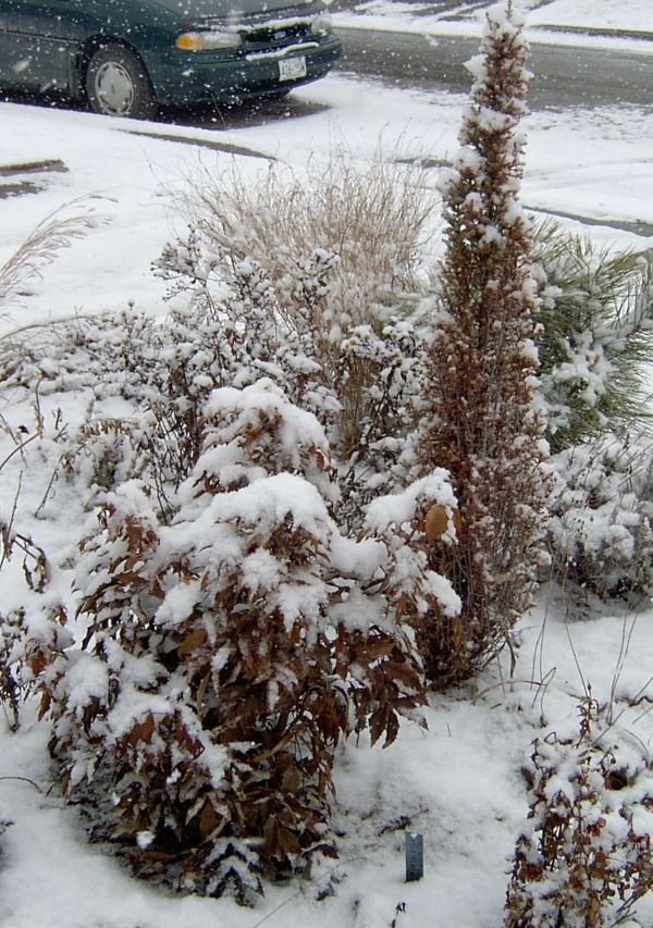 three contrasting small evergreens.  York Region gardening.ca